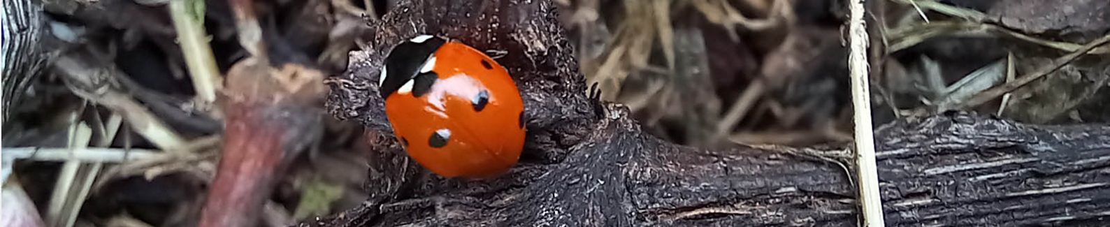 coccinella_3